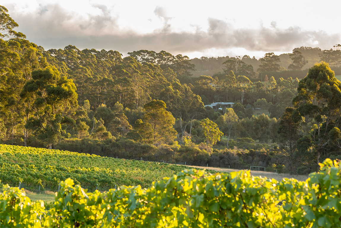 Lake House Vineyard Denmark