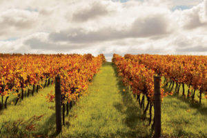 Frankland River Wine Region