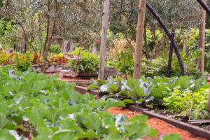 Lakehouse_Food_Philosophy_Organic_Veggie_Garden
