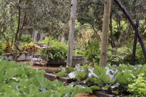 Lake House Organic Veggie Garden