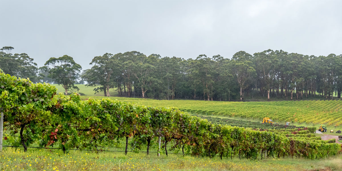 Environment is everything for wine