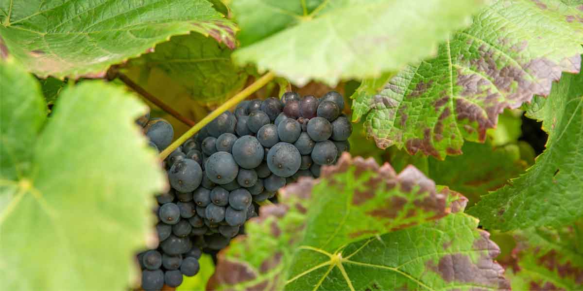 Tannin_in_grapes